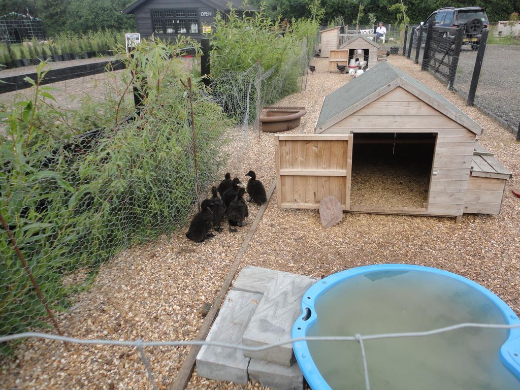 Willow Court Farm Studio East & Petting Farm, 8 Mins To Legoland & Windsor, 15 Mins To Lapland Uk エクステリア 写真