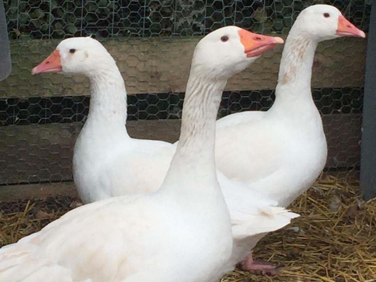 Willow Court Farm Studio East & Petting Farm, 8 Mins To Legoland & Windsor, 15 Mins To Lapland Uk エクステリア 写真
