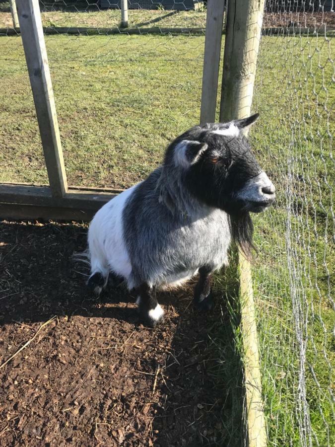 Willow Court Farm Studio East & Petting Farm, 8 Mins To Legoland & Windsor, 15 Mins To Lapland Uk エクステリア 写真