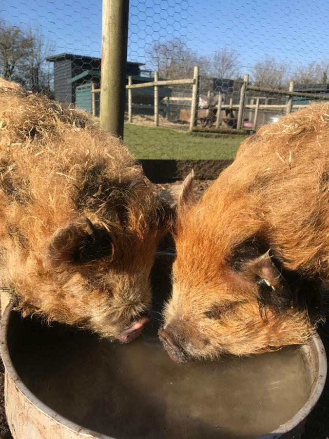 Willow Court Farm Studio East & Petting Farm, 8 Mins To Legoland & Windsor, 15 Mins To Lapland Uk エクステリア 写真