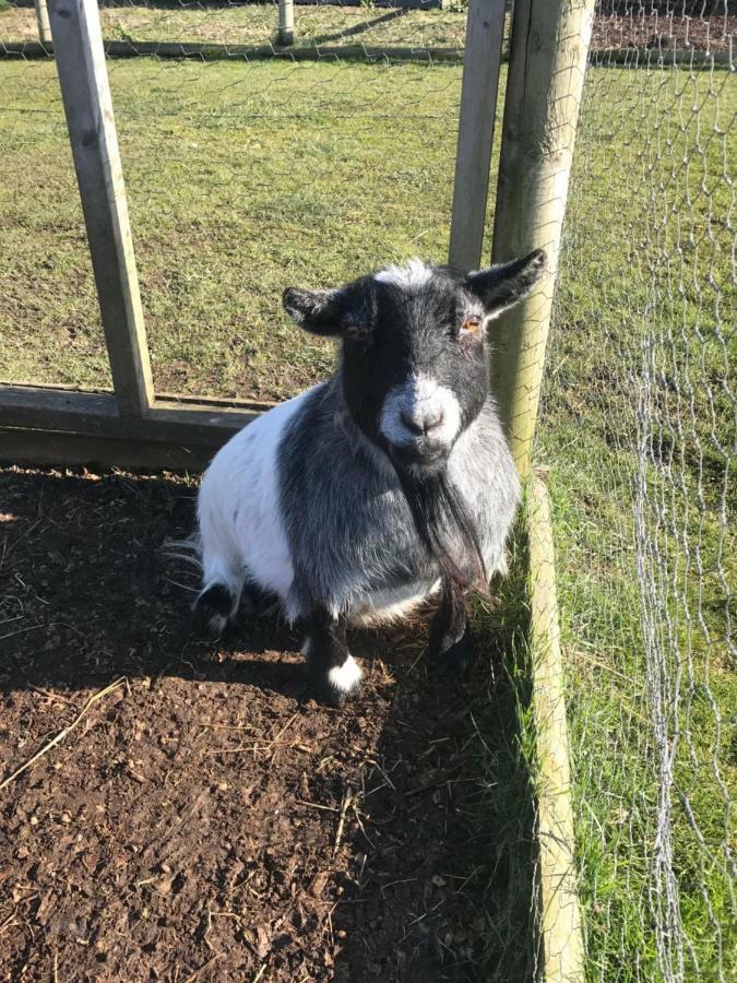 Willow Court Farm Studio East & Petting Farm, 8 Mins To Legoland & Windsor, 15 Mins To Lapland Uk エクステリア 写真