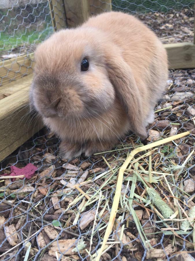 Willow Court Farm Studio East & Petting Farm, 8 Mins To Legoland & Windsor, 15 Mins To Lapland Uk エクステリア 写真