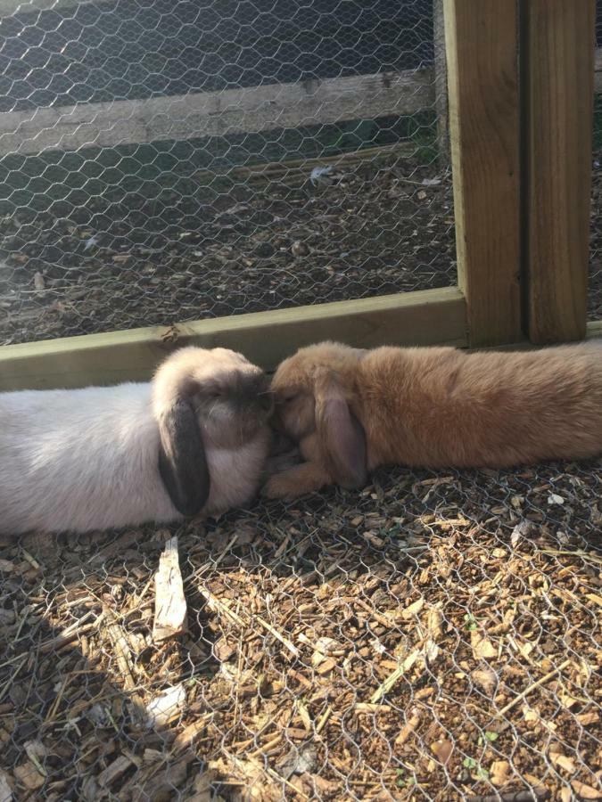 Willow Court Farm Studio East & Petting Farm, 8 Mins To Legoland & Windsor, 15 Mins To Lapland Uk エクステリア 写真